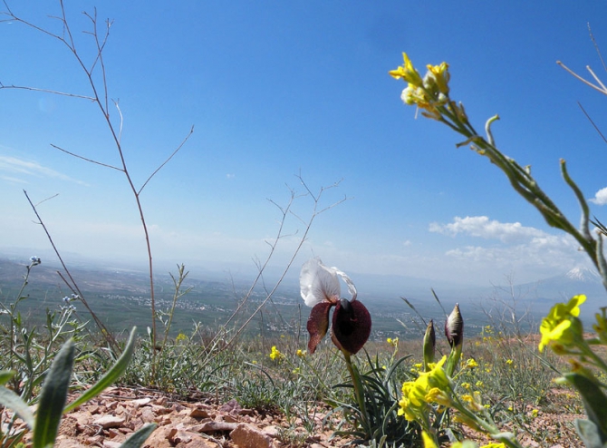 Фрифлай в Армении / полеты с видом на Арарат, Арагац, Апаран, Атис... (фоторепорт, Воздух, парапланеризм, алекс кузмицкий, армения, маршрутные полеты, антон балицкий, закавказье, free-fly)