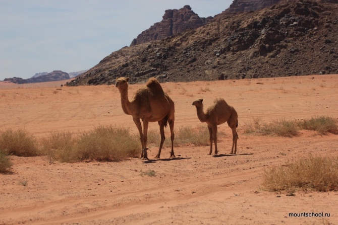 Иордания: Вади Рам, Петра, Акаба. Альпинизм и не только. (школа, веденин)