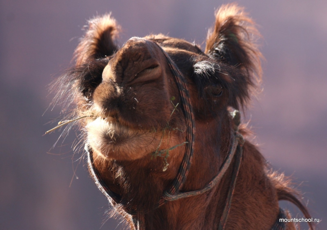 Иордания: Вади Рам, Петра, Акаба. Альпинизм и не только. (школа, веденин)