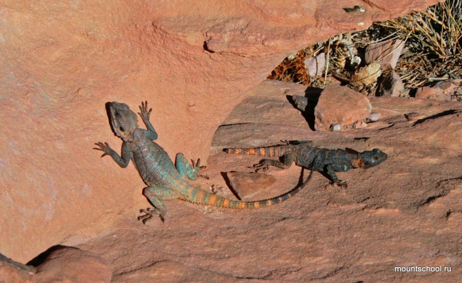 Иордания: Вади Рам, Петра, Акаба. Альпинизм и не только. (школа, веденин)