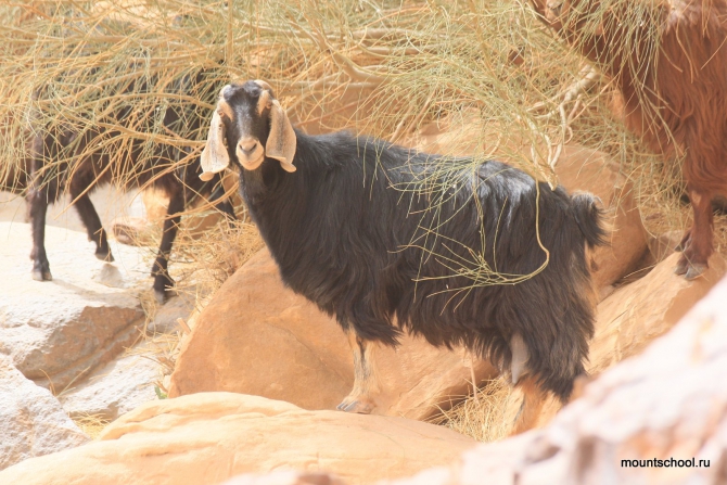 Иордания: Вади Рам, Петра, Акаба. Альпинизм и не только. (школа, веденин)