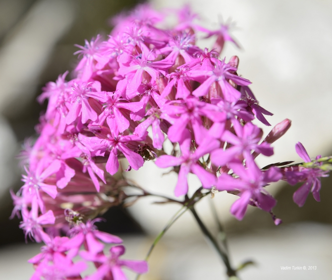 Сольная песня от Теберды до Хурзука. Часть первая, текстовая. (Горный туризм, кавказ, беляева, джалпаккол, узункол, шумка, теберда)