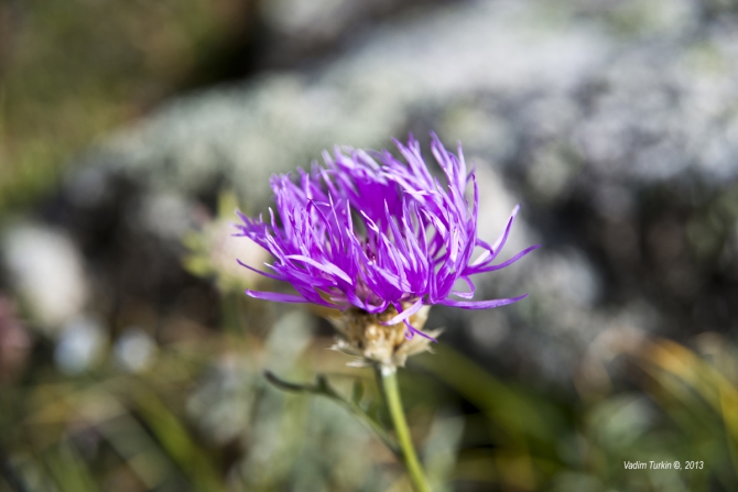 Сольная песня от Теберды до Хурзука. Часть первая, текстовая. (Горный туризм, кавказ, беляева, джалпаккол, узункол, шумка, теберда)