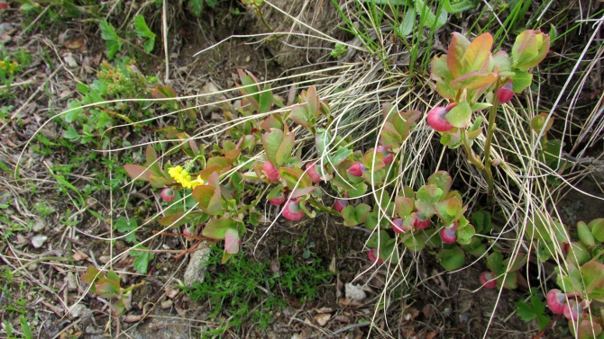 В Адыл-су. (приэльбрусье, джантуган, шхельда)