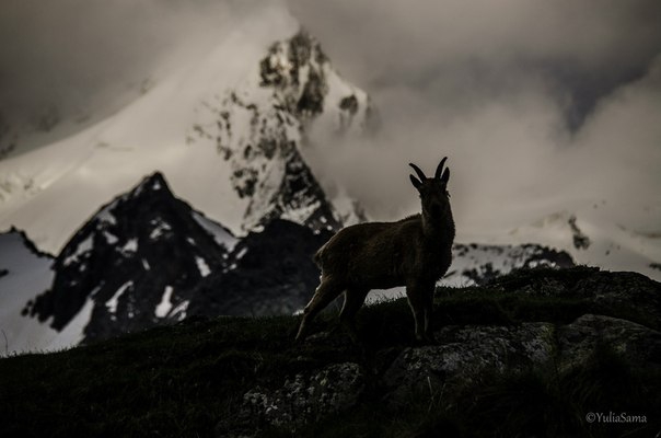 Ski-tour с турами 27-30.05.2014 Домбай (Скайраннинг, ски-тур, софруджу, губанов роман, поход)