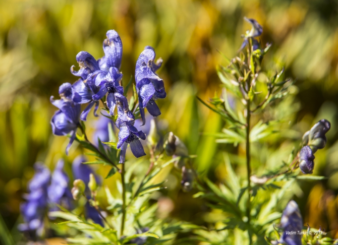 Сольная песня от Теберды до Хурзука. Часть вторая, фотографическая. (Горный туризм, узункол, беляева, кчр, эльбрус, даут)