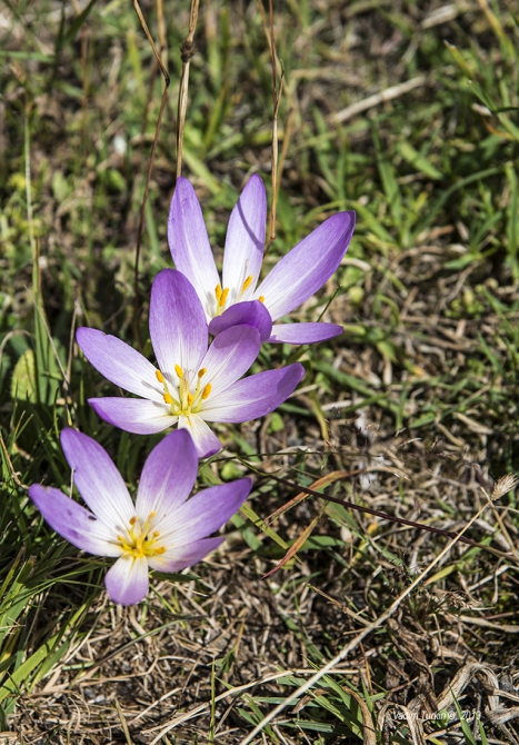 Сольная песня от Теберды до Хурзука. Часть вторая, фотографическая. (Горный туризм, узункол, беляева, кчр, эльбрус, даут)