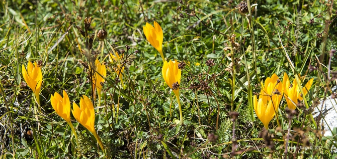 Сольная песня от Теберды до Хурзука. Часть вторая, фотографическая. (Горный туризм, узункол, беляева, кчр, эльбрус, даут)