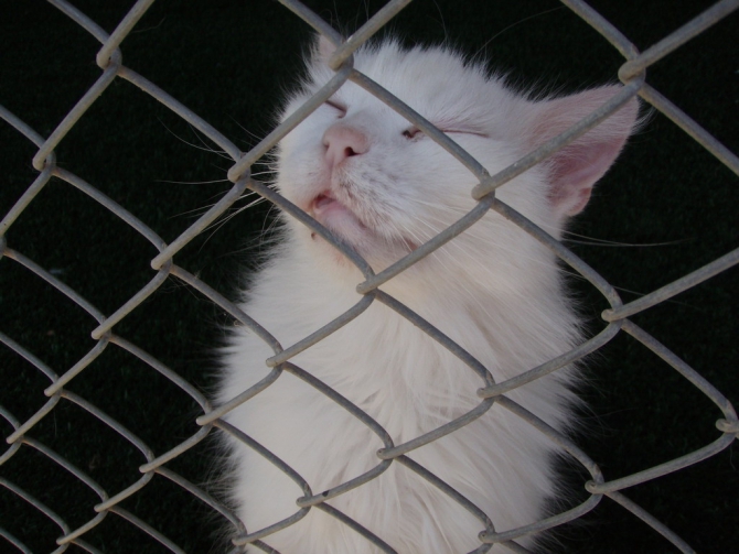 Восхождение на Арарат 9 – 17 июля 2012 года (Альпинизм, пермит на арарат, ноев ковчег, остров ахтамар, руины ани, дворец исхак-паши)