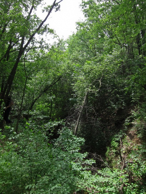 5 ИЮЛЯ СТАРТУЕТ VI МУЛЬТИСПОРТИВНАЯ ГОНКА "NIKITA ADVENTURE RACE" (Мультигонки, никита башмаков, липецкая область)