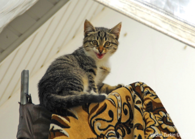 Выходные на Муруджу (Горный туризм)