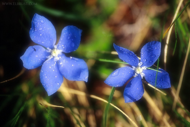 "Безенги" - Взрослым... (Альпинизм, кавказ)