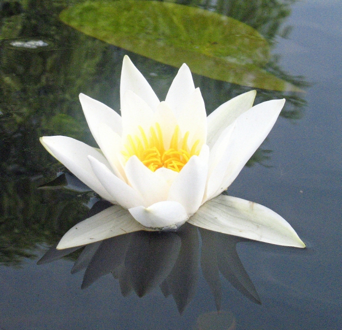 В краю водяных лилий и кувшинок. (Путешествия, река орель, сплав на лодках, водные путешествия, водные лилии.)