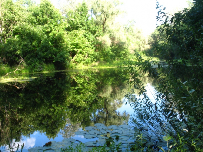 В краю водяных лилий и кувшинок. (Путешествия, река орель, сплав на лодках, водные путешествия, водные лилии.)
