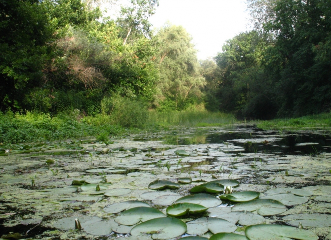 В краю водяных лилий и кувшинок. (Путешествия, река орель, сплав на лодках, водные путешествия, водные лилии.)