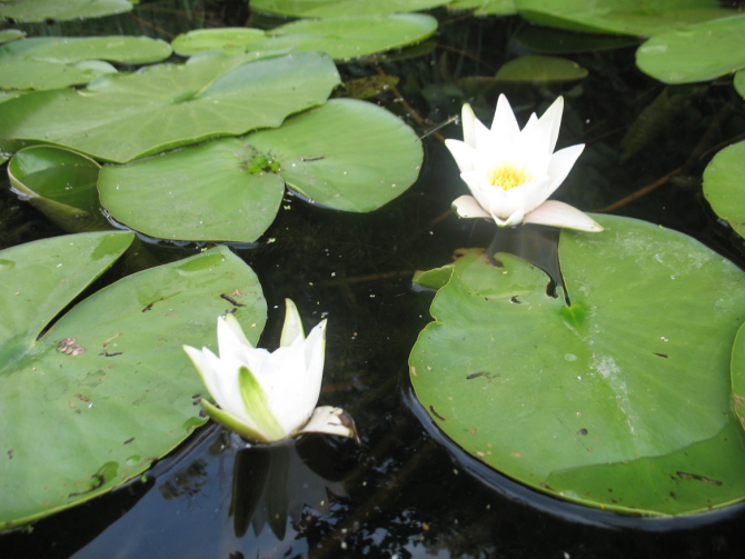 В краю водяных лилий и кувшинок. (Путешествия, река орель, сплав на лодках, водные путешествия, водные лилии.)
