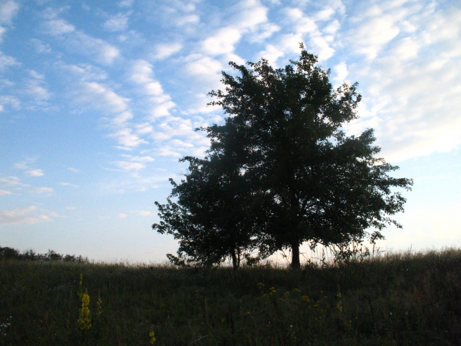 В краю водяных лилий и кувшинок. (Путешествия, река орель, сплав на лодках, водные путешествия, водные лилии.)