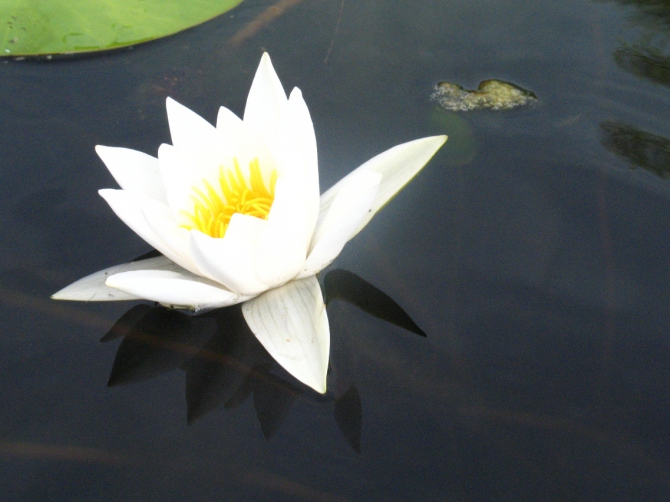 В краю водяных лилий и кувшинок. (Путешествия, река орель, сплав на лодках, водные путешествия, водные лилии.)