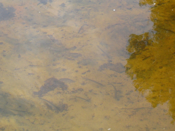 В краю водяных лилий и кувшинок. (Путешествия, река орель, сплав на лодках, водные путешествия, водные лилии.)