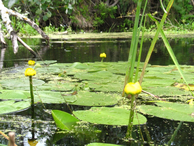 В краю водяных лилий и кувшинок. (Путешествия, река орель, сплав на лодках, водные путешествия, водные лилии.)