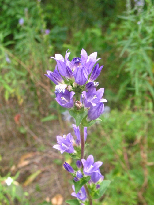 В краю водяных лилий и кувшинок. (Путешествия, река орель, сплав на лодках, водные путешествия, водные лилии.)