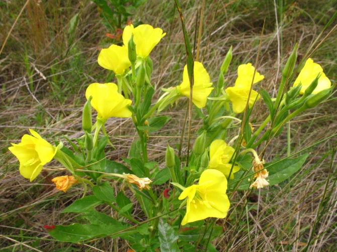 В краю водяных лилий и кувшинок. (Путешествия, река орель, сплав на лодках, водные путешествия, водные лилии.)