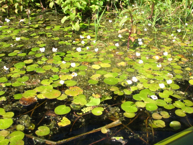 В краю водяных лилий и кувшинок. (Путешествия, река орель, сплав на лодках, водные путешествия, водные лилии.)