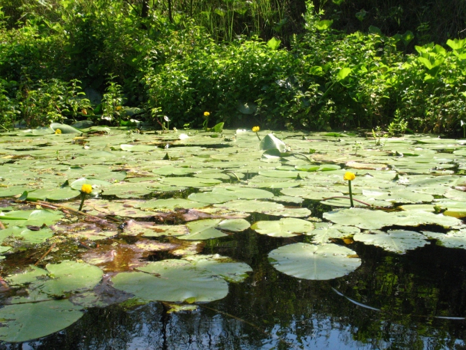 В краю водяных лилий и кувшинок. (Путешествия, река орель, сплав на лодках, водные путешествия, водные лилии.)