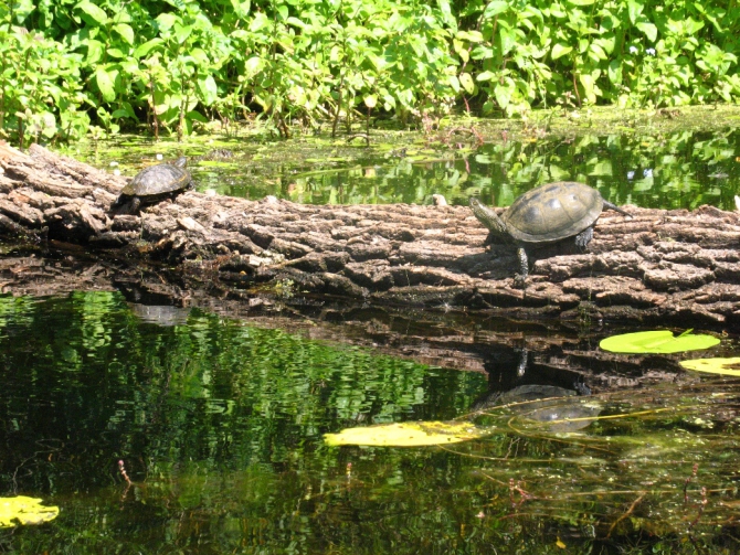 В краю водяных лилий и кувшинок. (Путешествия, река орель, сплав на лодках, водные путешествия, водные лилии.)