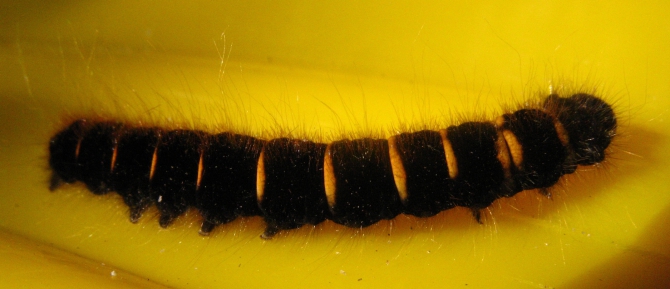 В краю водяных лилий и кувшинок. (Путешествия, река орель, сплав на лодках, водные путешествия, водные лилии.)