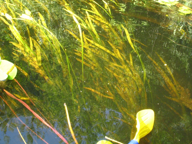 В краю водяных лилий и кувшинок. (Путешествия, река орель, сплав на лодках, водные путешествия, водные лилии.)