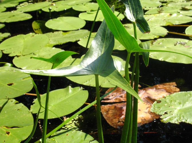 В краю водяных лилий и кувшинок. (Путешествия, река орель, сплав на лодках, водные путешествия, водные лилии.)