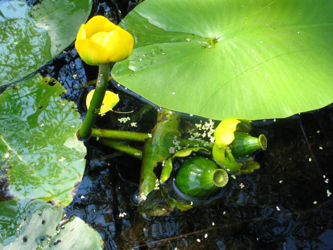 В краю водяных лилий и кувшинок. (Путешествия, река орель, сплав на лодках, водные путешествия, водные лилии.)
