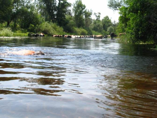 В краю водяных лилий и кувшинок. (Путешествия, река орель, сплав на лодках, водные путешествия, водные лилии.)