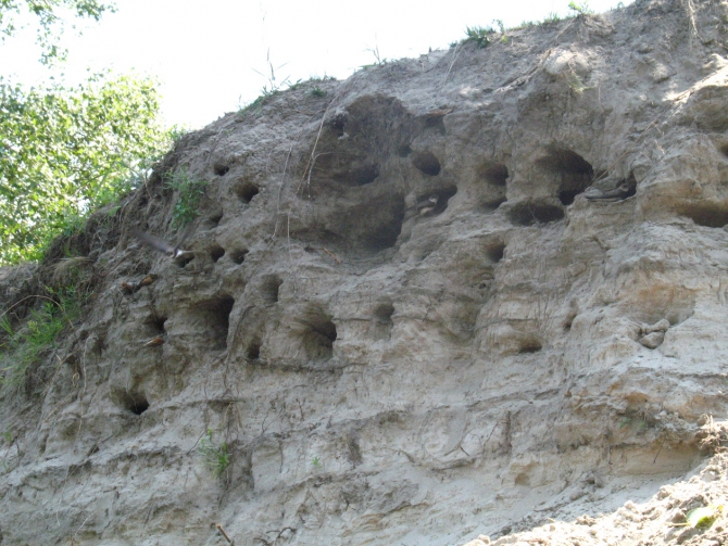 В краю водяных лилий и кувшинок. (Путешествия, река орель, сплав на лодках, водные путешествия, водные лилии.)