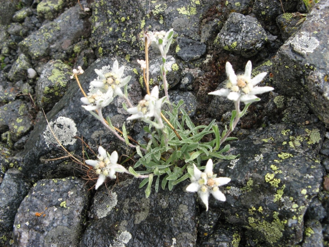 Очень хочется выжить (фото, жизнь)