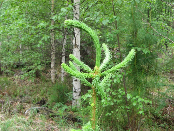 Очень хочется выжить (фото, жизнь)