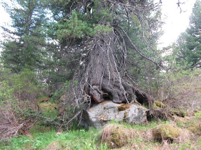 Очень хочется выжить (фото, жизнь)