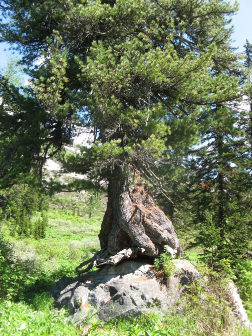 Очень хочется выжить (фото, жизнь)