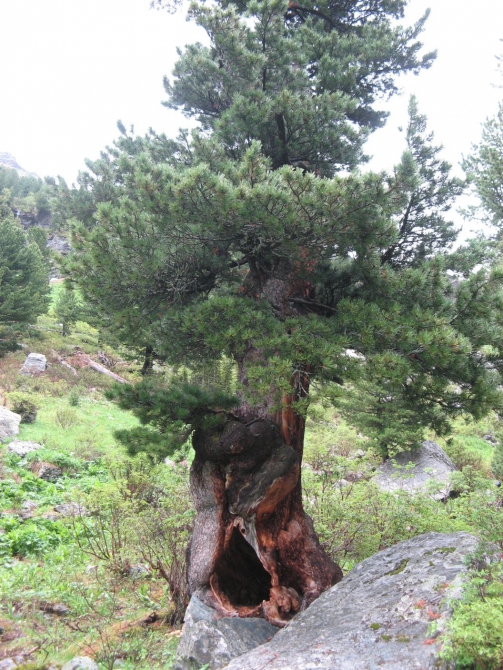 Очень хочется выжить (фото, жизнь)