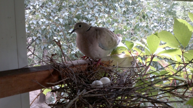 Очень хочется выжить (фото, жизнь)