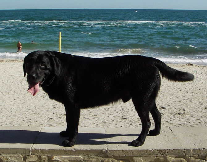 Выжить! Летом!! В Одессе!!! (конкурс bask)