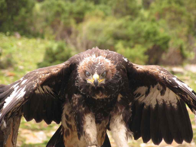 Каравшин 2007 и забавные приключения Демченков на большой-пребольшой стене (Альпинизм)