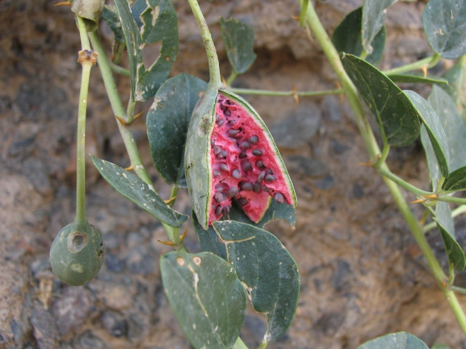 Каравшин 2007 и забавные приключения Демченков на большой-пребольшой стене (Альпинизм)