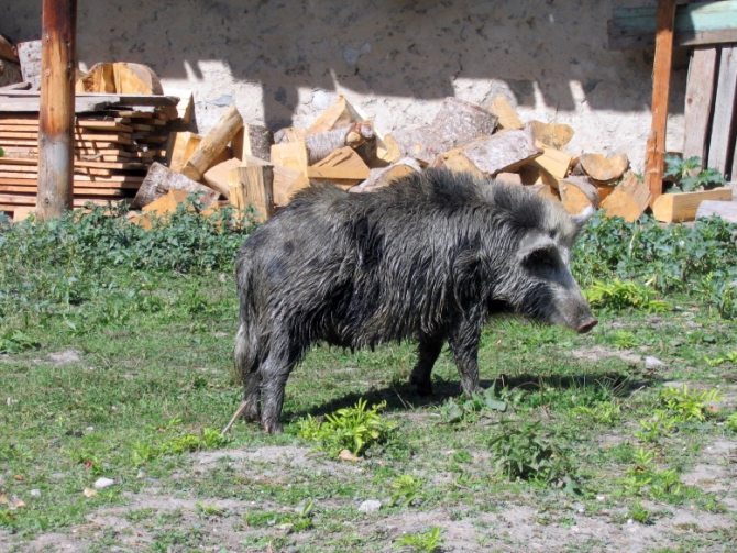 Осень в Сванетии: Айлама и Вахушти (Альпинизм, сванетия, кавказ)