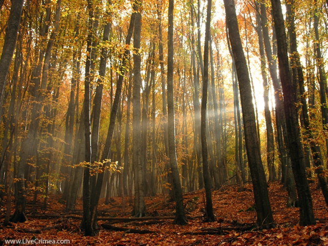 Золото Крымской Осени (Путешествия, демерджи, осень, лес, красота)