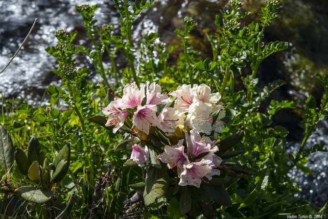 Выходные на озерах Уллу-кель (Горный туризм, кавказ)