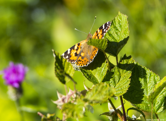 Выходные на озерах Уллу-кель (Горный туризм, кавказ)
