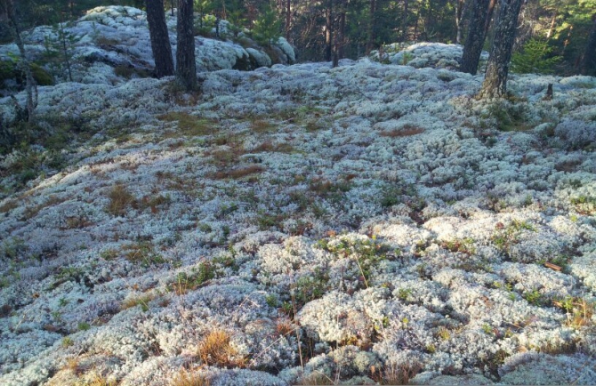Болдермания. Акт 2. "Лиетлахти". (Скалолазание, скалолазание, боулдеринг, фестиваль, bouldermania, скалатория, трамонтана, треугольное)