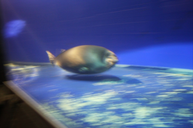 Иркутск, ФАИо, ВЫБОРЫ: что довезли, сколько полегло, и кто во что "впрягся" ?? !! (Альпинизм, конференция)